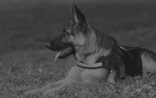 Security Guard Dogs — Clique Security